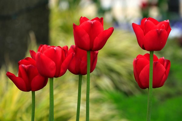 Quels sont les avantages d'une isolation en laine de mouton pour les combles ?